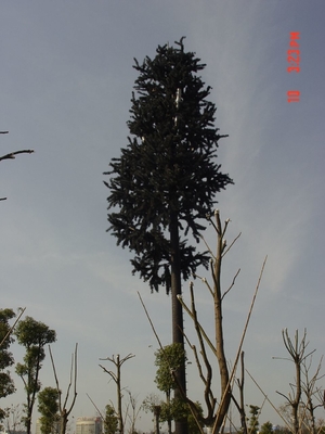 La inmersión caliente de la torre monopolar del acero del árbol de pino del camuflaje galvanizó